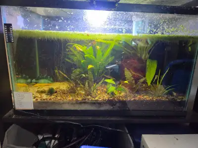 guppy tank, Voir plus
