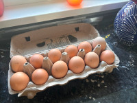 Black/Lavender Orpington Hatching Eggs