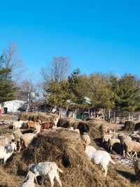 Rideau Sheep for sale