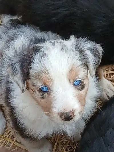 We have 3 beautiful female Australian Shepherd pups, The price for the merle is $600 and the Tris ar...