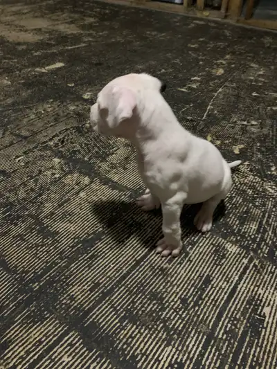 dogo argentino puppies, View more