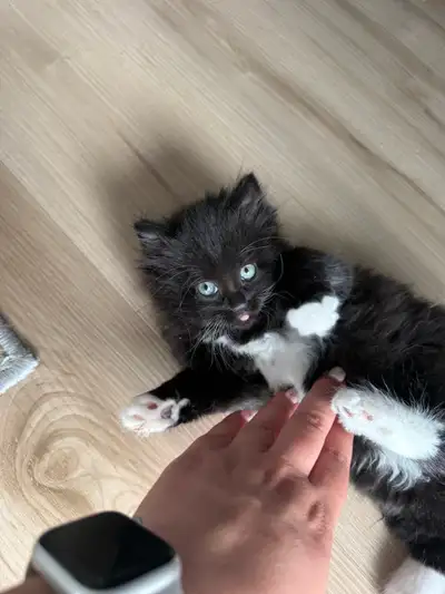 Kittens for adoption , View more