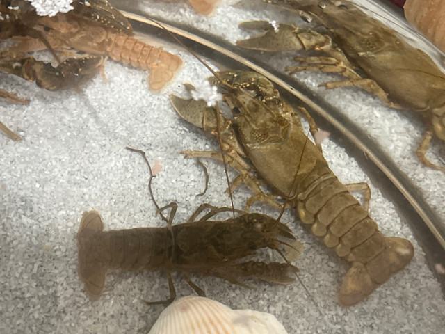 Crayfish in Other in Medicine Hat
