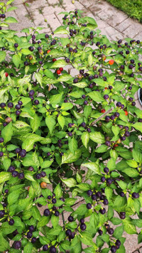 WIRI WIRI black pepper plants