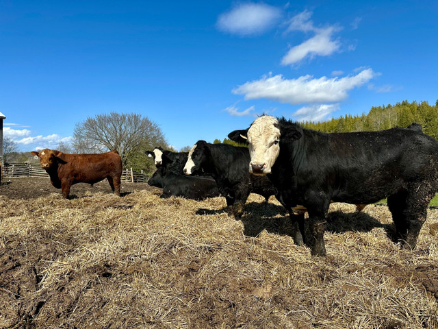 Simmental bulls for sale in Livestock in Peterborough - Image 2
