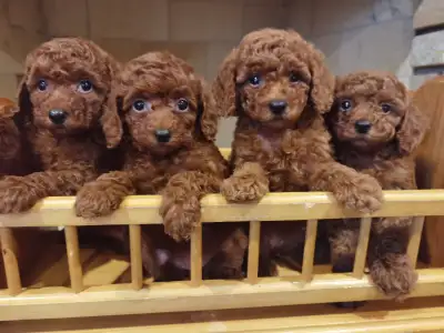 ALL SOLD - Toy poodle puppy, View more