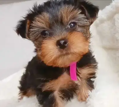 Pure Yorkie Puppies Available!, View more