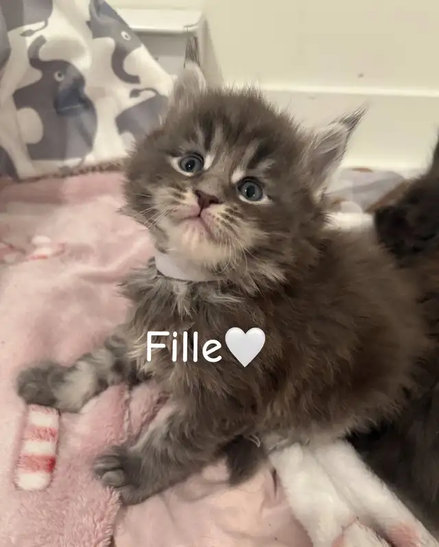 FEMELLES CHATONS MAINE COON(TICA)