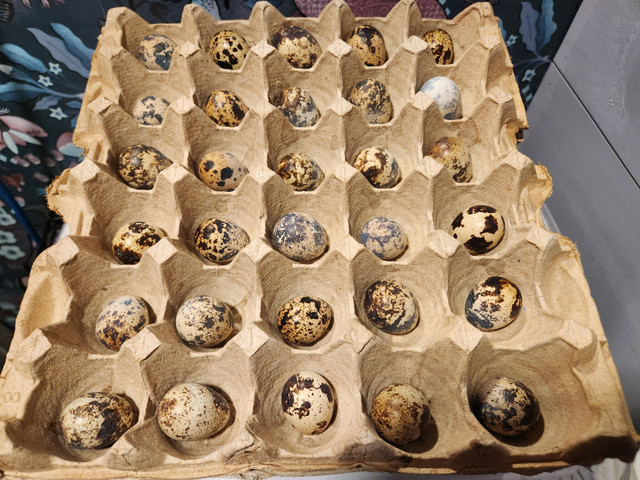Quail Hatching eggs in Livestock in Bedford