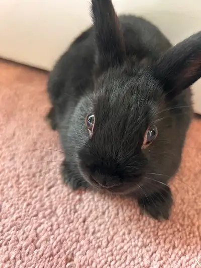 8 weeks old (Small) Trained All black fur Mix breed with dwarf