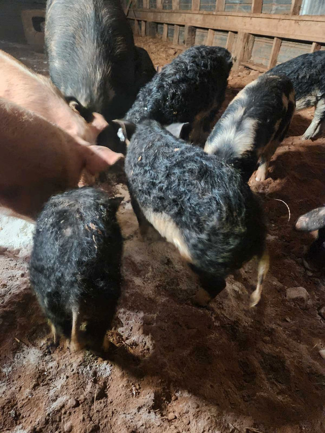 Mangalitsa pigs  in Livestock in Summerside - Image 3