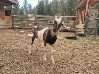 Young goats, View more