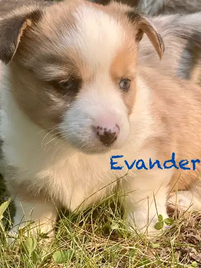 ✨ Sweet Cardigan Corgi Puppies Looking for Forever Homes!✨, View more