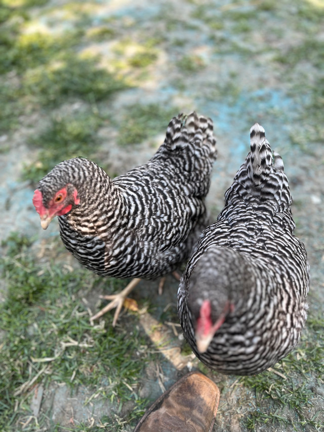 Oeufs frais/Fresh eggs dans Animaux de ferme  à Laval/Rive Nord - Image 3