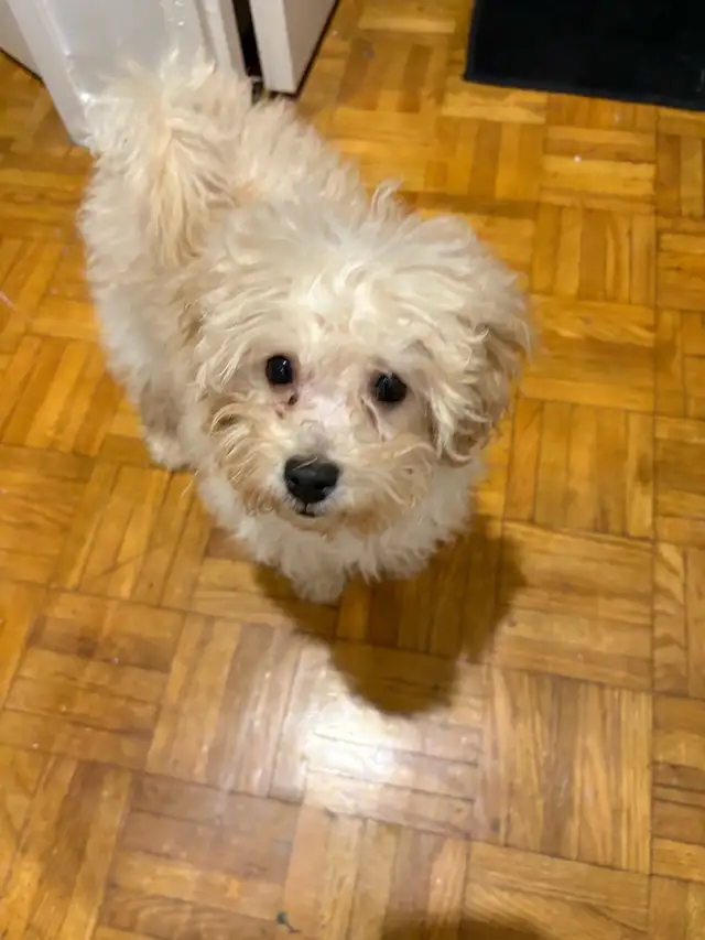 maltipoo puppy girl in Dogs & Puppies for Rehoming in Mississauga / Peel Region - Image 3