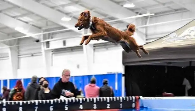 Field line Golden Retrievers in Dogs & Puppies for Rehoming in Mississauga / Peel Region - Image 6