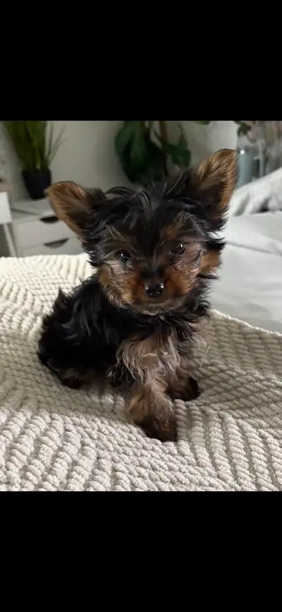Teacup Yorkie puppy, View more