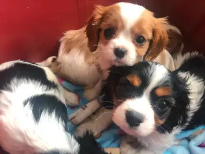 A voir ! Superbes Chiots de race Épagneul Cavalier King Charles Pure Race. J’ai 4 choix de couleurs...