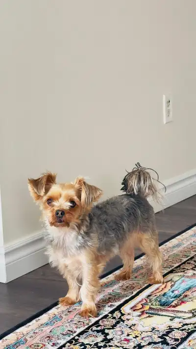 Yorkshire Terrier, View more