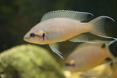Neolamprologus brichardi Cichlid, View more