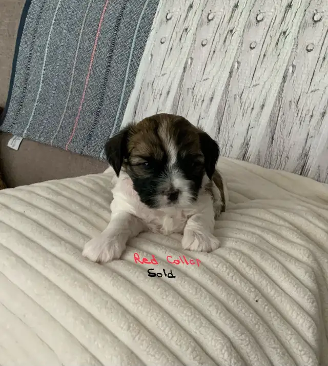 SHORKIES (SHIH TZU/YORKIE)  PUPS in Dogs & Puppies for Rehoming in City of Toronto - Image 5
