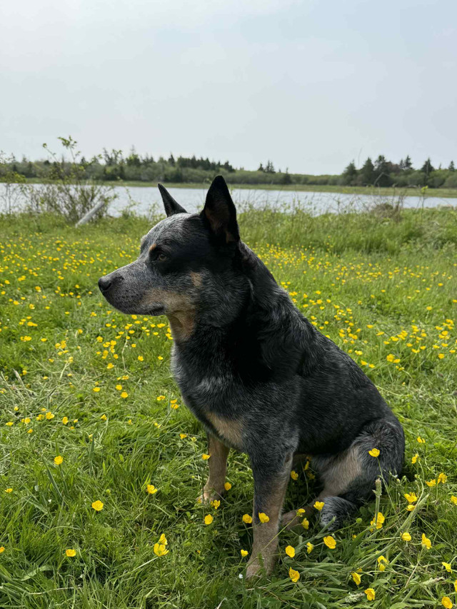 Cattle Shepherds in Dogs & Puppies for Rehoming in Yarmouth - Image 4