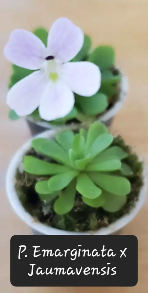 Pinguicula Emarginata x Jaumavensis butterwort carnivorous plant in Plants, Fertilizer & Soil in City of Toronto - Image 4