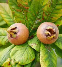 Medlar Heirloom Superfruit tree seeds .Hardy Zone 5