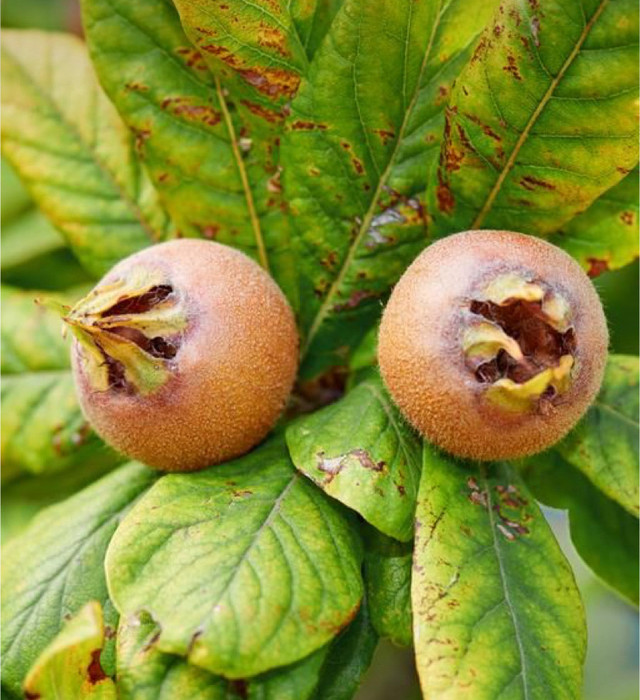 Medlar Heirloom Superfruit tree seeds .Hardy Zone 5 in Plants, Fertilizer & Soil in Oshawa / Durham Region
