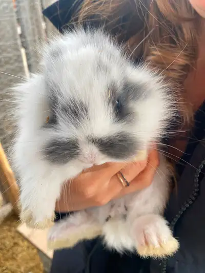 Baby bunnies for sale, View more