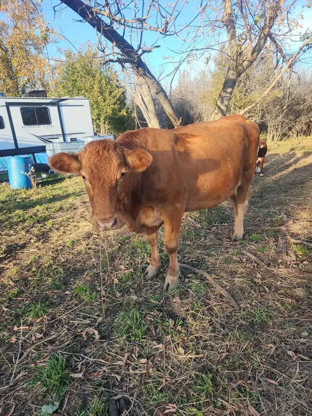 red angus cow and calf | Livestock | Kawartha Lakes | Free local ...