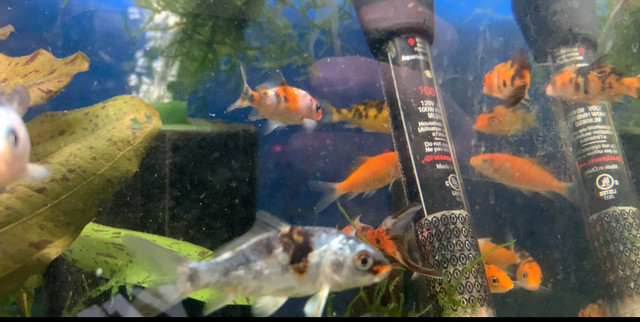 Japanese Koi• 3 inch $10 each special in Fish for Rehoming in Leamington - Image 4