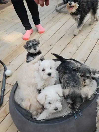 Chiots schnauzer nains pur race, View more