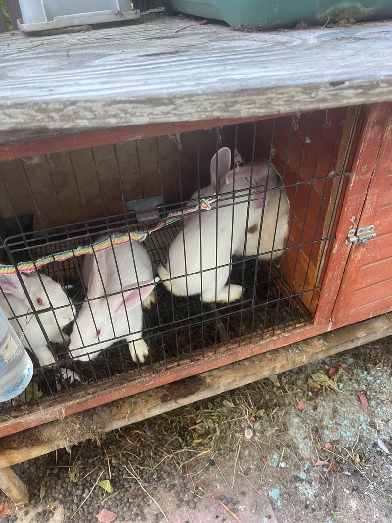 Free Rabbits with lofts Free Stuff Calgary Kijiji