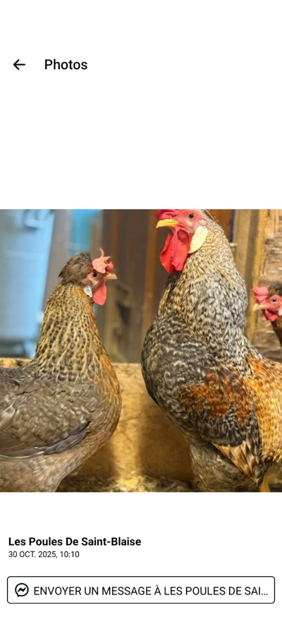 Poussins Cream legbar, View more