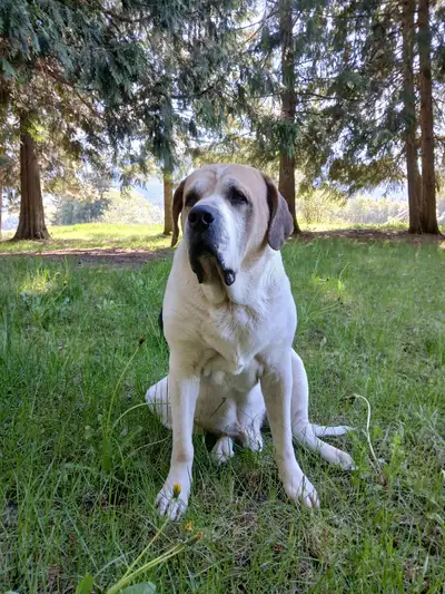 PET SITTING  at wonderful farm in ENDERBY, BC, View more