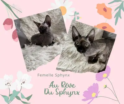 Sphynx, prêts à quitter, vaccinés, stérilisés et bien +, View more