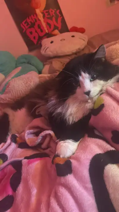 Cat for adoption, View more