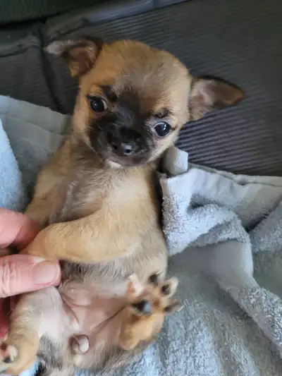 Reg'd Chihuahuas, View more