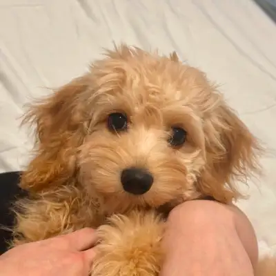 looking for lovely home for my Cockapoo, View more