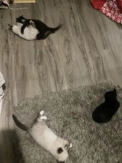 kittens for sale, View more