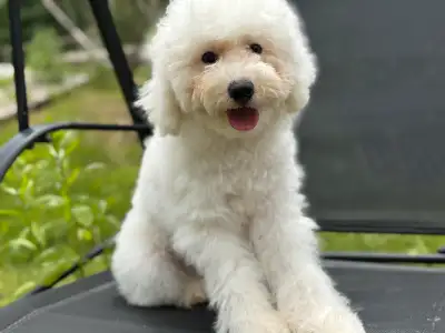 Adorable  Poodle puppy ready to go anytime, View more