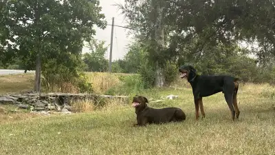 Purebred Black Doberman Pups, View more