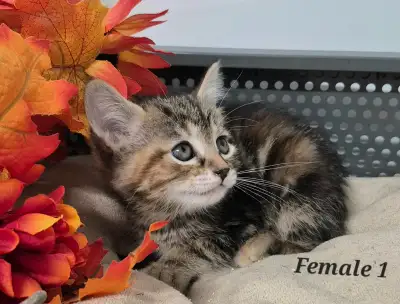 Hypoallergenic Siberian × kittens now available, View more