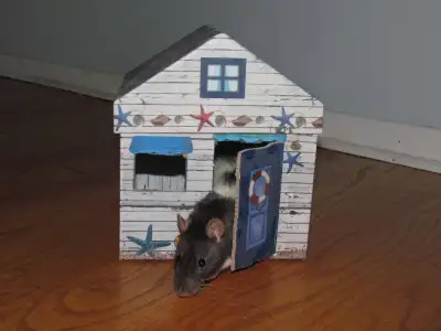 I am near Uplands & Hunt Club. I can take small dogs and any small/caged animals. I can not take cat...