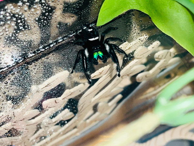 Jumping spider! in Other Pets for Rehoming in Calgary