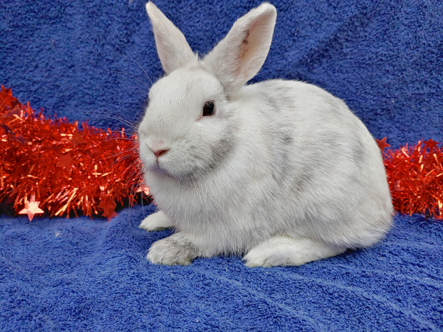 EXTRAORDINARY NETHERLAND DWARF AND LIONHEAD BABY BUNNY RABBITS in Small Animals for Rehoming in City of Halifax - Image 2