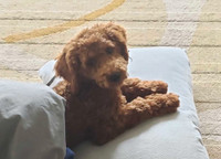 Beautiful Purebred Miniature Poodle 5months