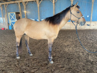 9 year old quarter horse mare 