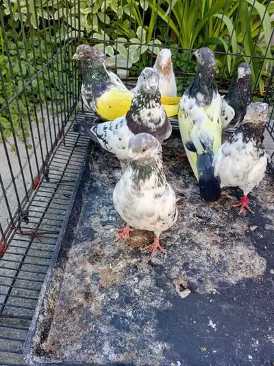 pakistani mix pigeons, View more